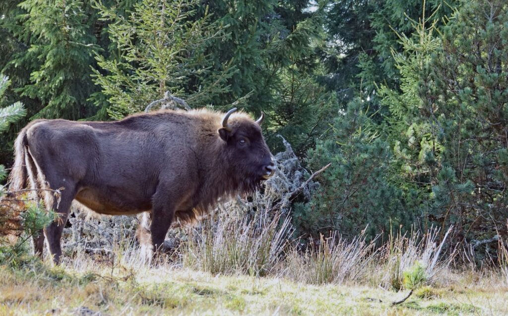 Des bisons en Lozère