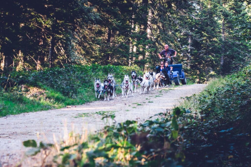 Tester une expérience en famille comme le Cani-Kart dans le parc du Pilat