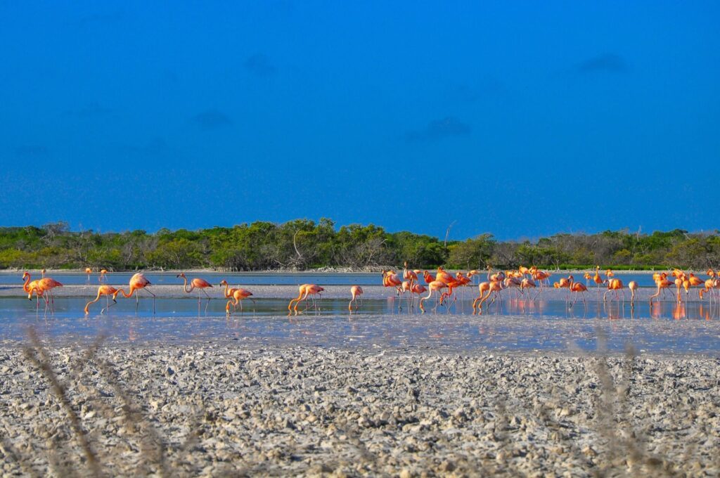 Les flamants roses dans la réserve de biophère de Ría Lagartos au Yucatán