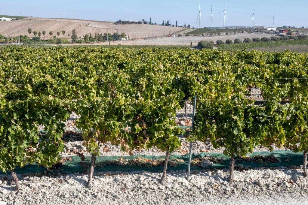 Séchage au soleil du pedro ximenez blanc doux à Montilla-Moriles, Andalousie