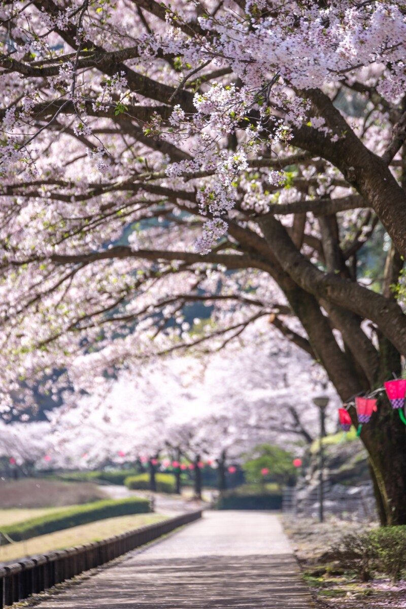 japon-sakura-printemps-cerisiers-fleurs